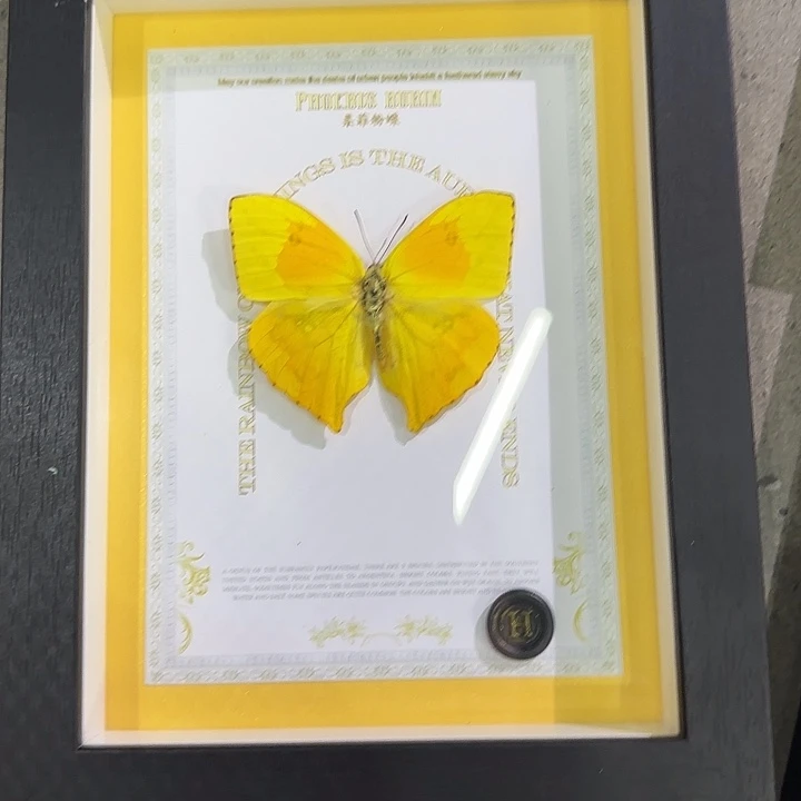 柔菲粉蝶蝴蝶标本