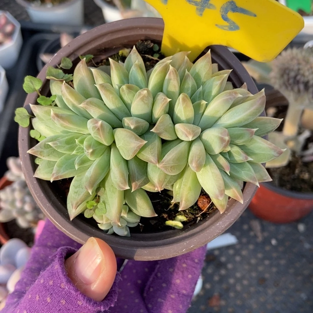 945幻影美人多肉植物