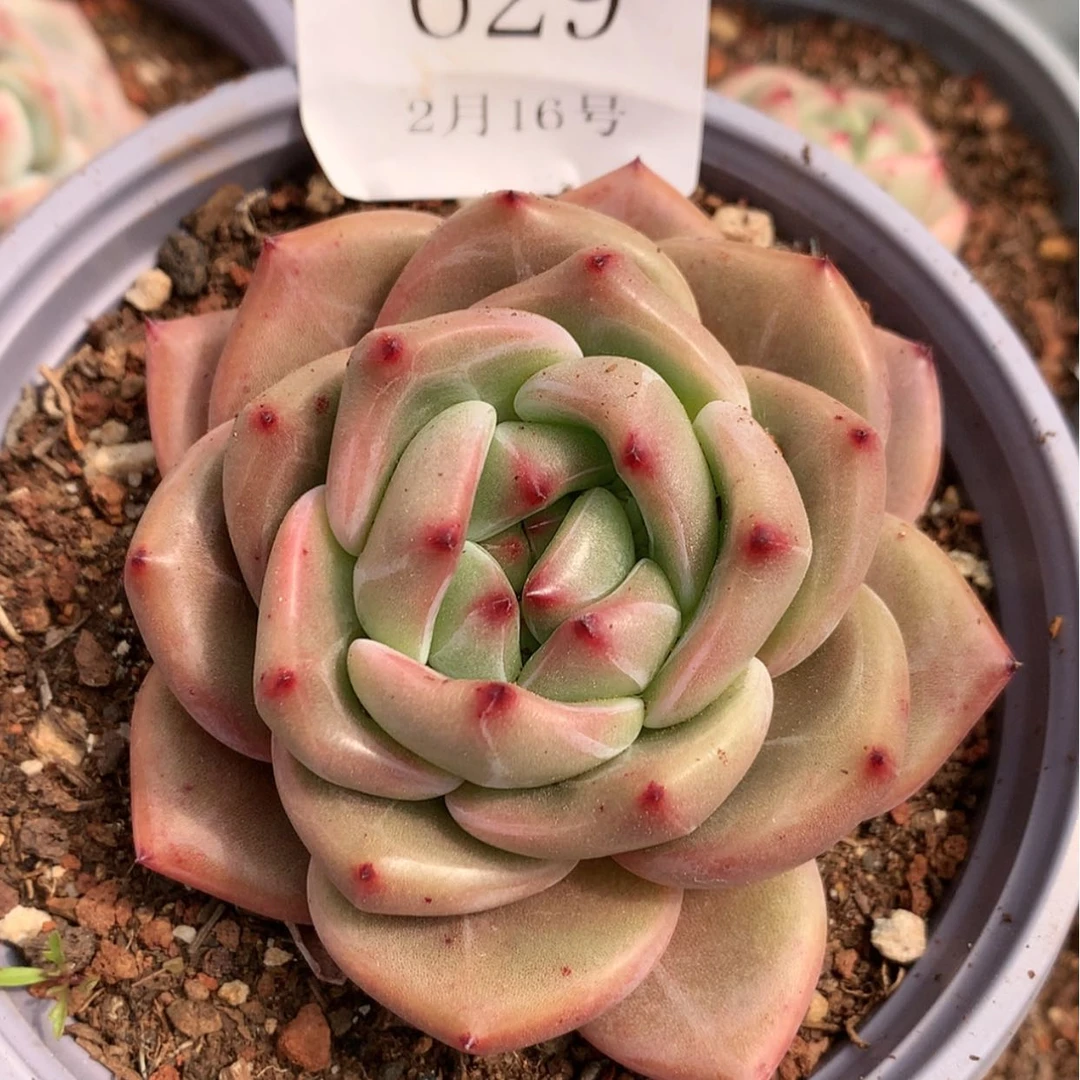 【闪购商品】云629