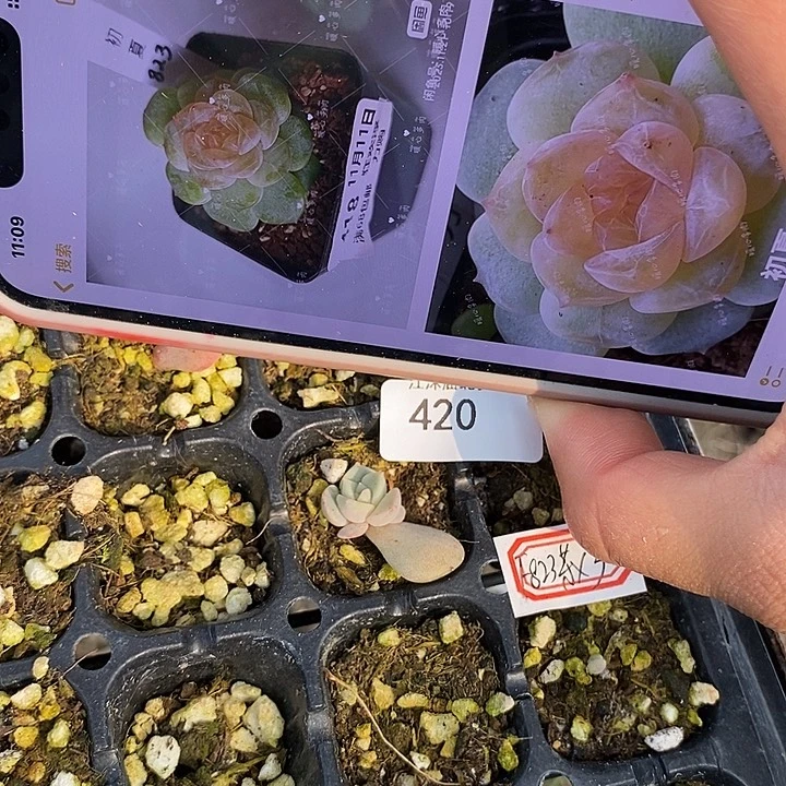 标420初夏823芽苗一个