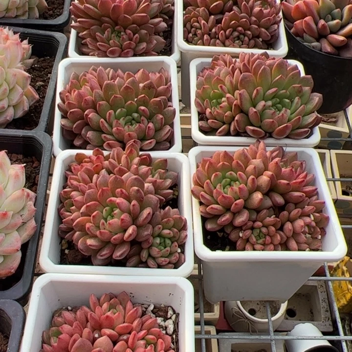 新疆包邮 红宝石