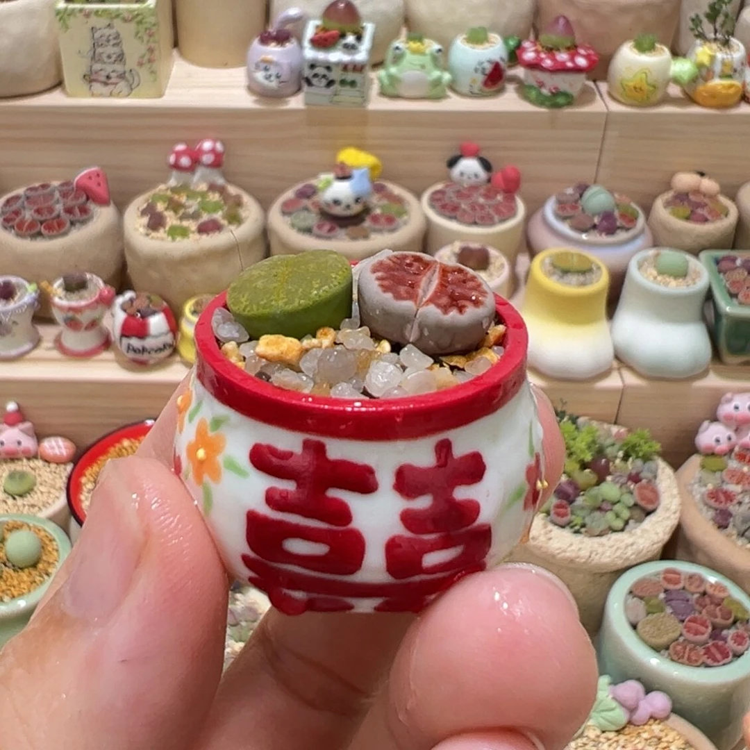 多肉植物18号喜盆