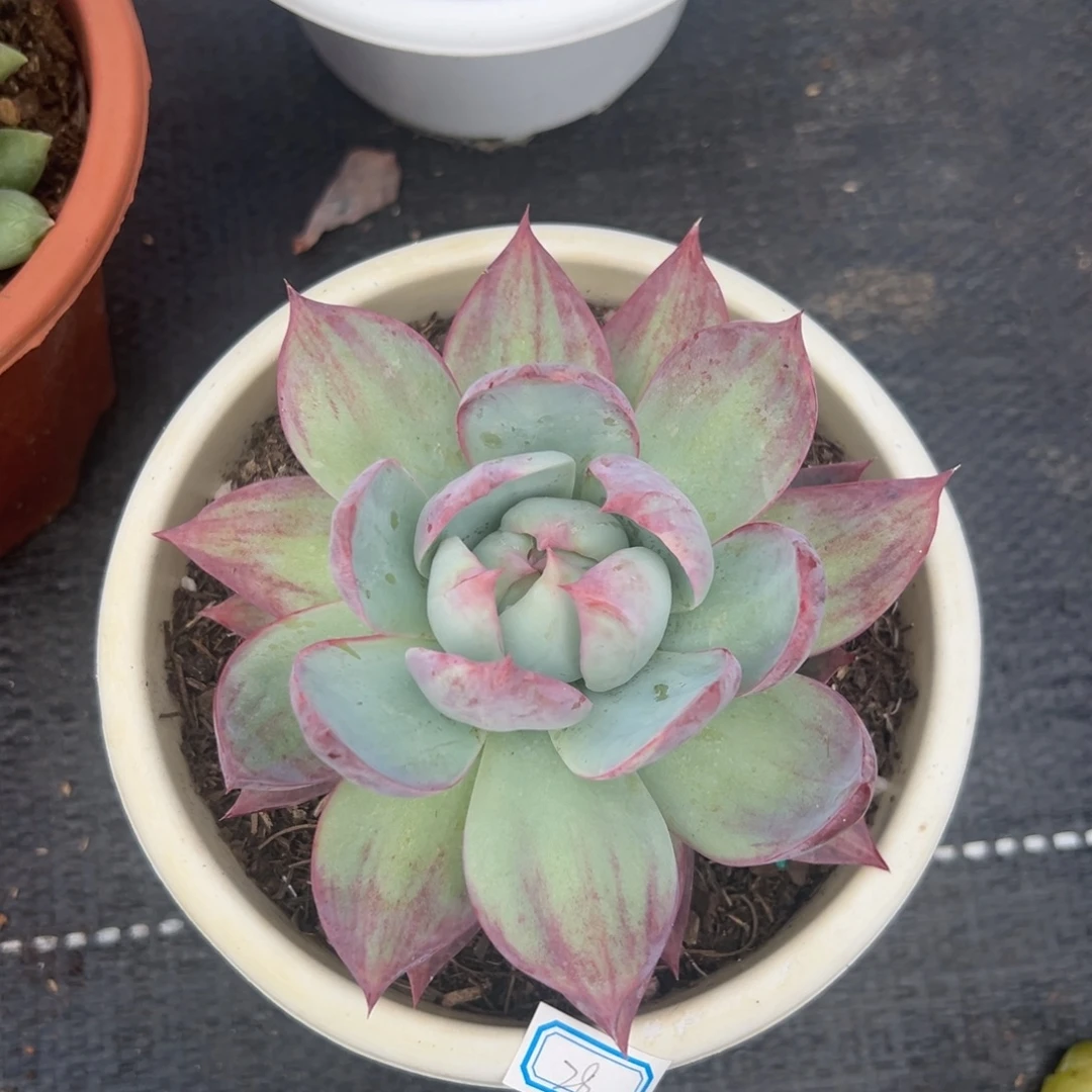 多肉植物惊鸿仙子