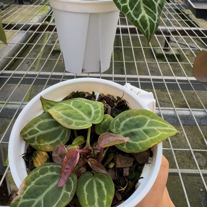 完全开放绝紫多头