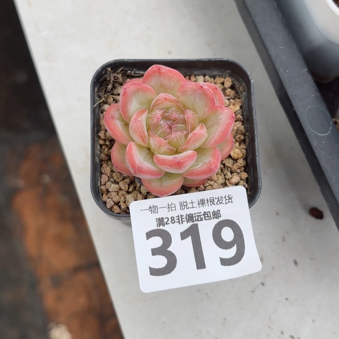 星星珍妮无盆土发货