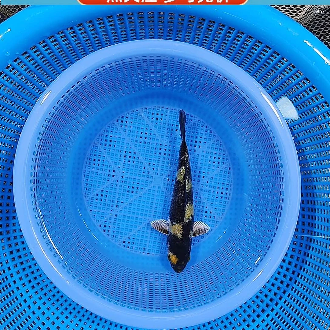 锦鲤留养级别 闪鳞金昭和 棋盘格 孤品 小美