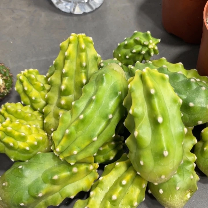 进口虾鬼见城侧芽一个