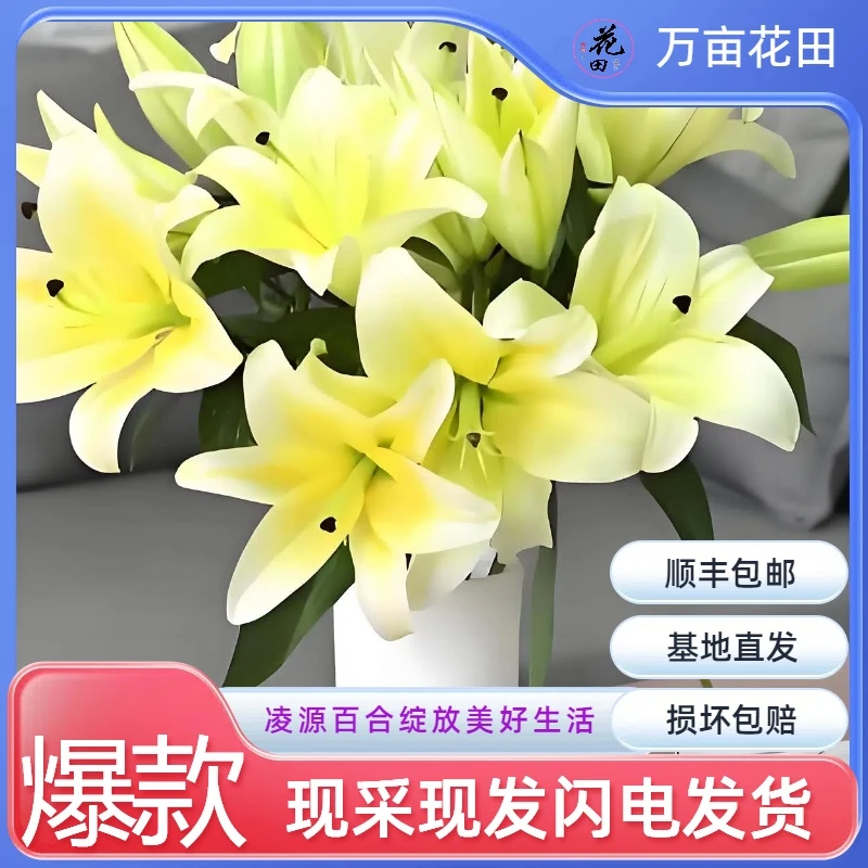 【黄天霸百合】百合网红款家里水养鲜切花办公室插花东北基地包邮
