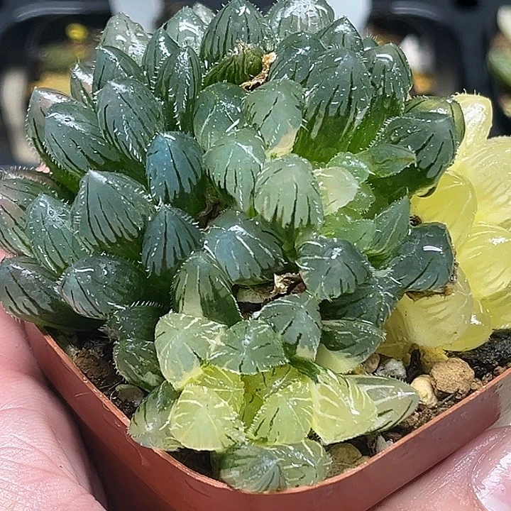 18群生冰灯毛玉露锦