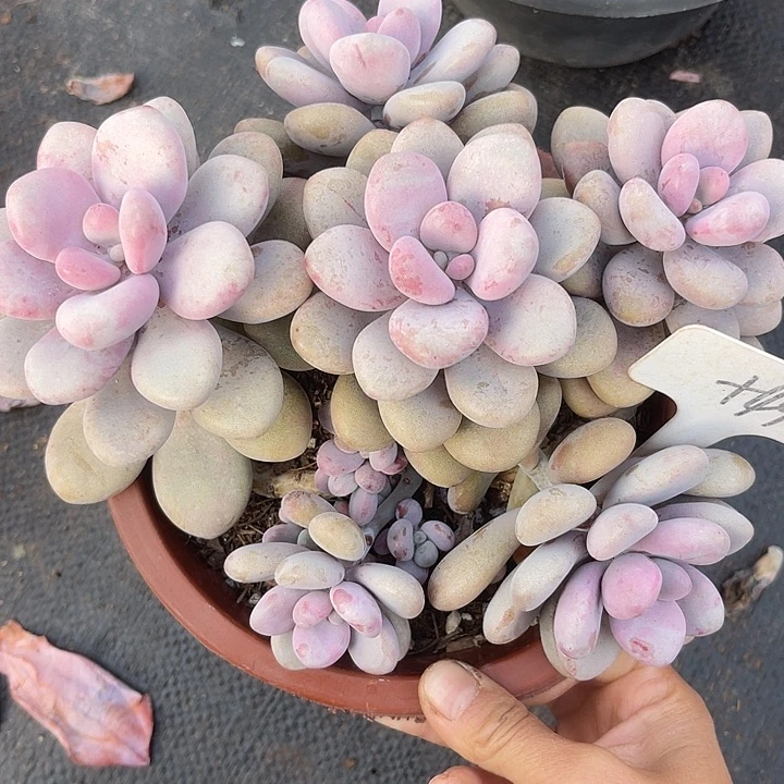 两单包邮，一物一拍49桃蛋