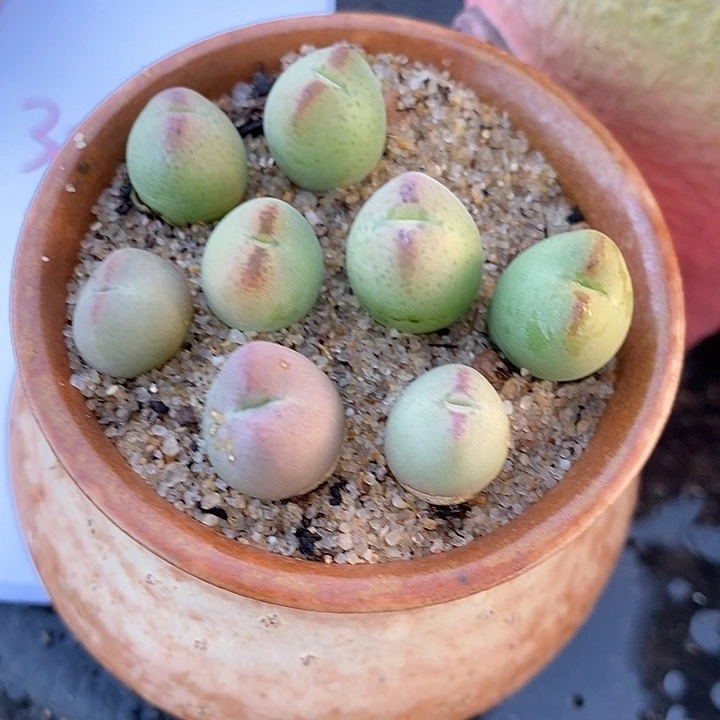 30314。  桃割娘杂交一颗。