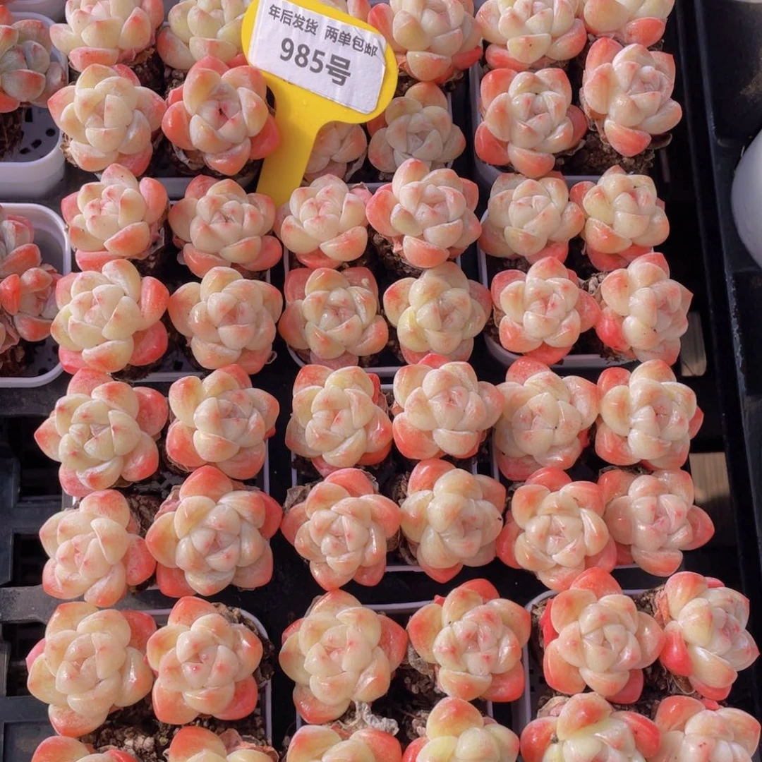 985号白底凝脂冰玉组合4个