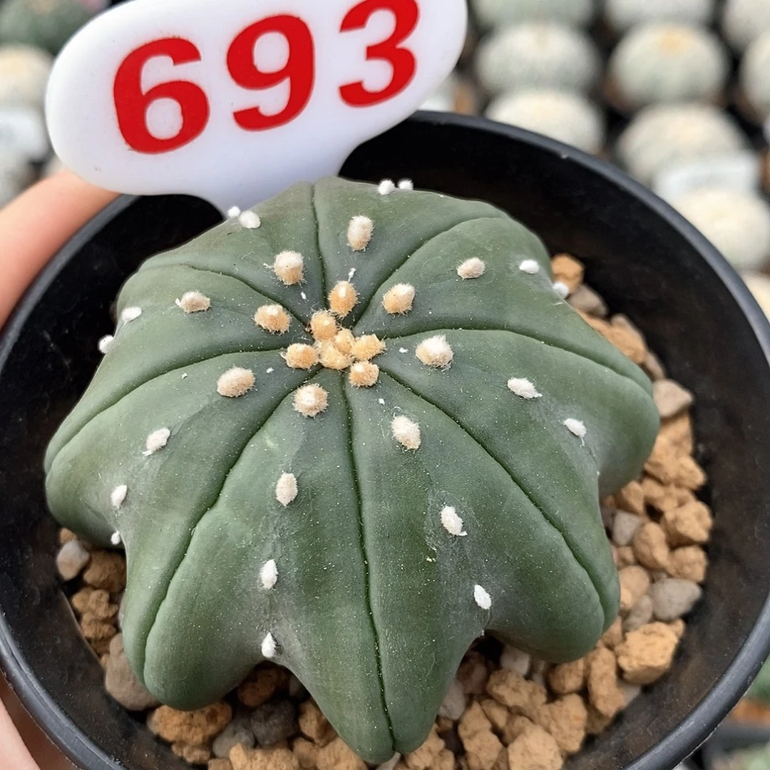 693琉璃指纹海星系列