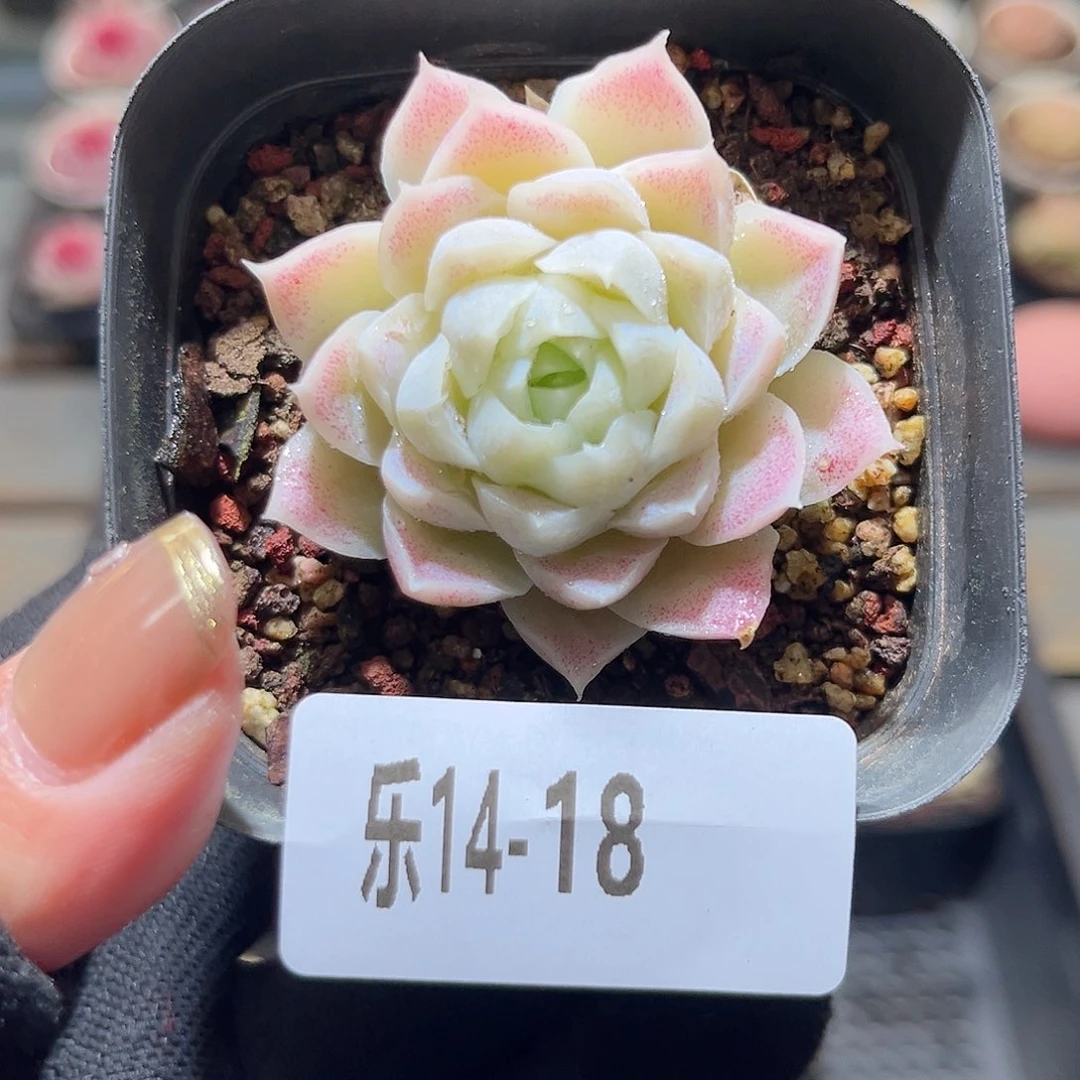 乐14-18 白月影单头