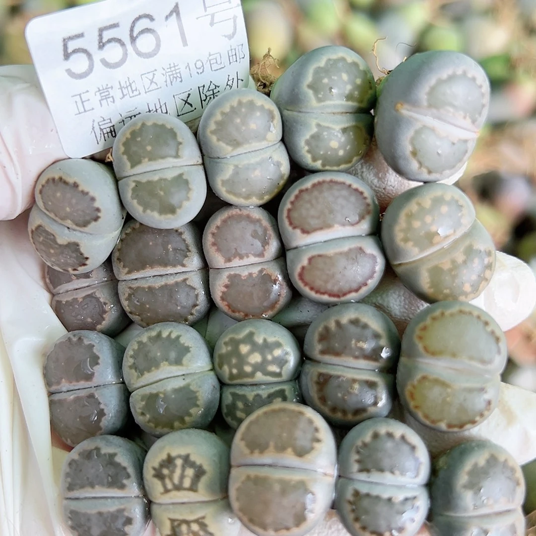 5561 好养易活生石花大母本20个