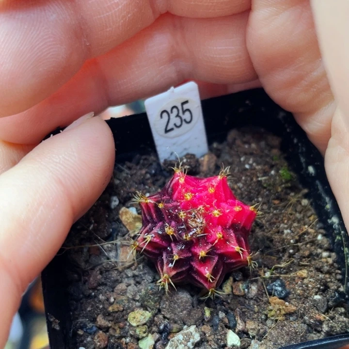 非偏远地区满25包邮仙人球