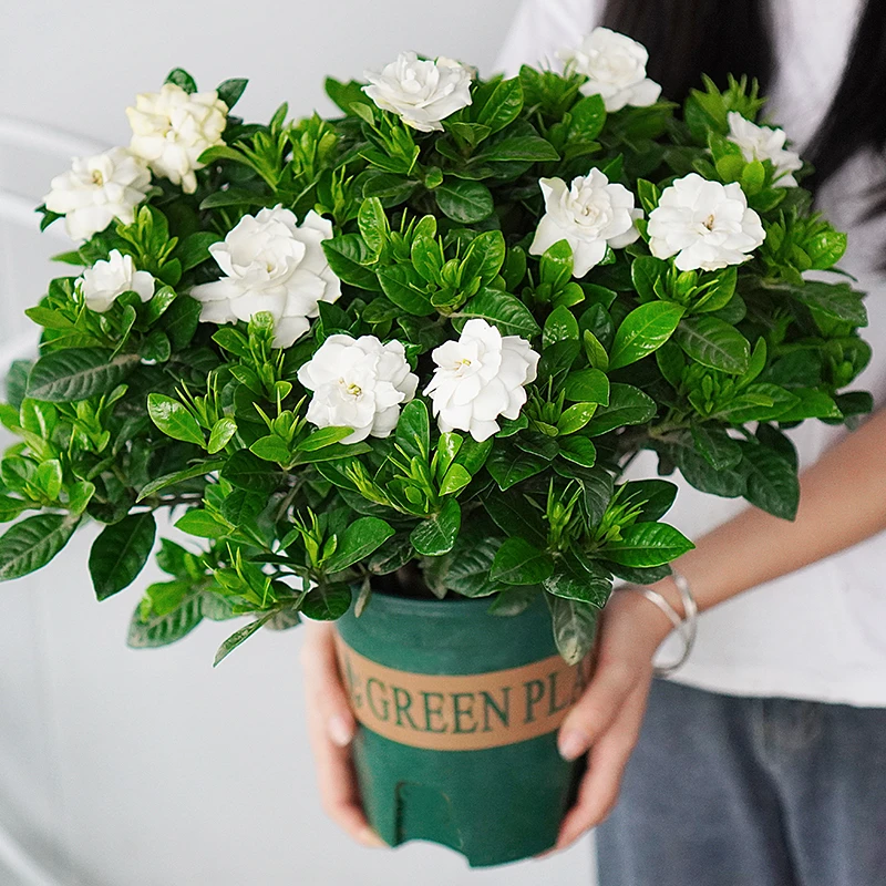 小叶四季浓香型栀子花盆栽带花苞室内植物花卉绿植除甲醛净化空气