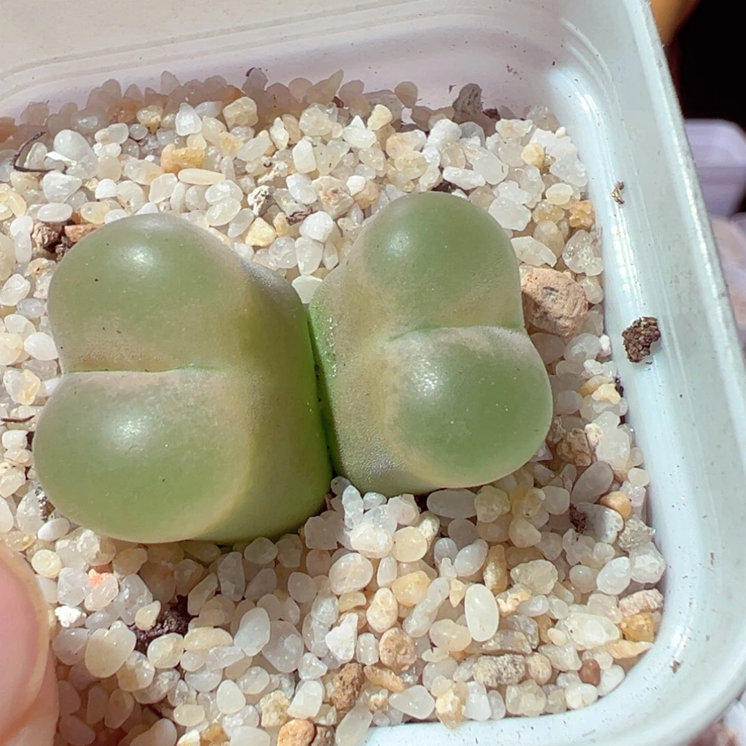 108-724多肉多肉透窗翻窗