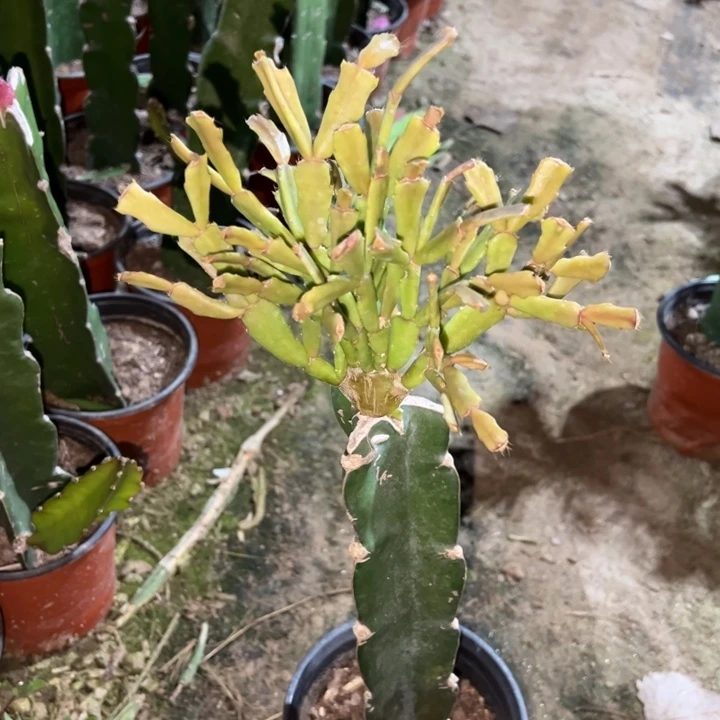 *****当前无花栽培后可以开花045  677