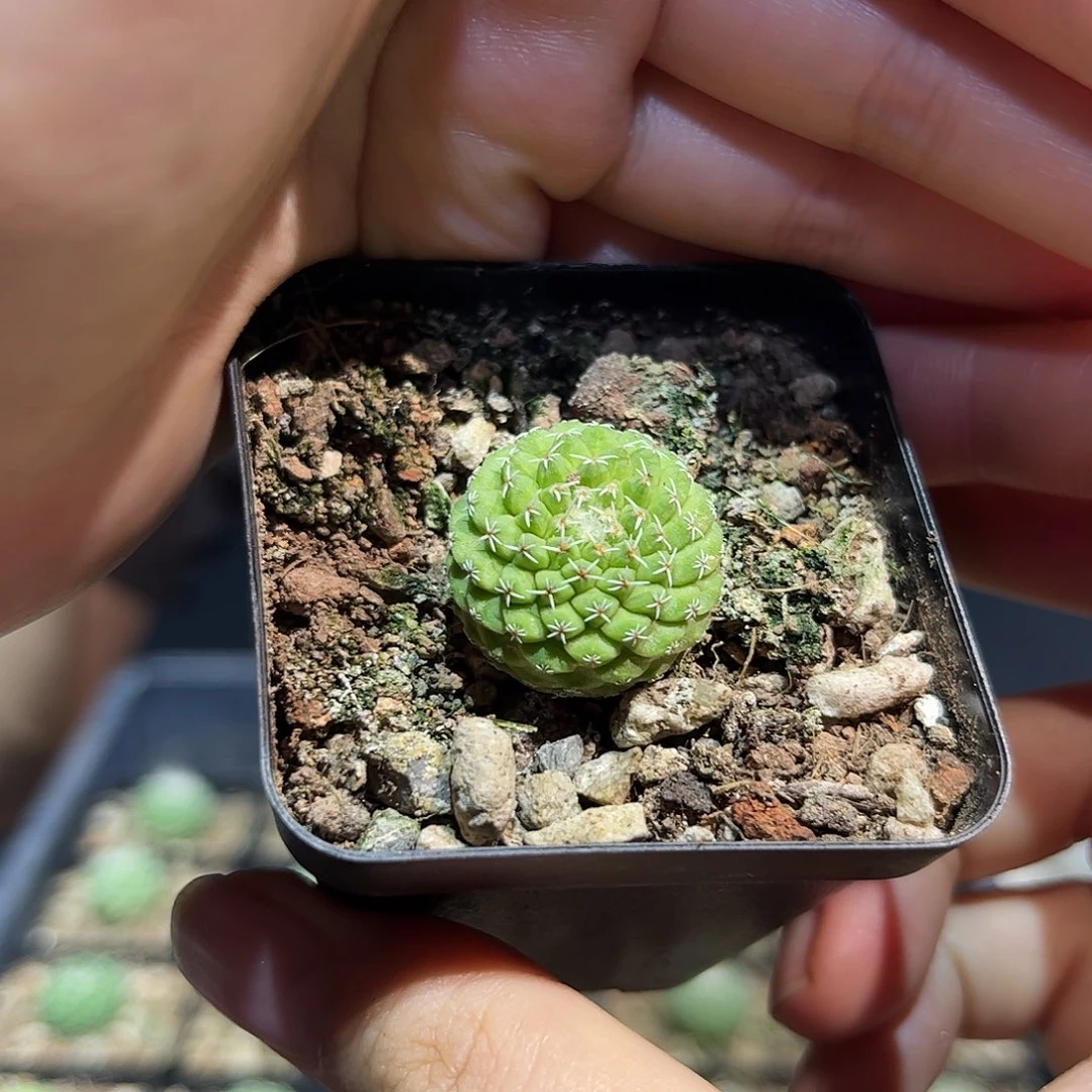 2cm实生菊水四大名球