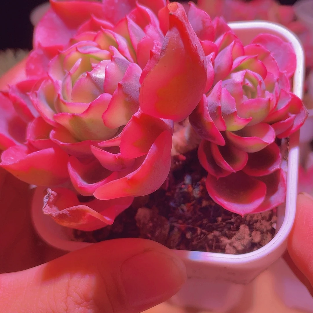 雨滴锦特价一颗包邮