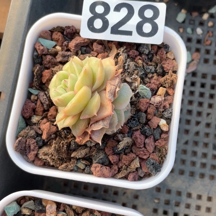 龙*豆多肉植物一物一拍