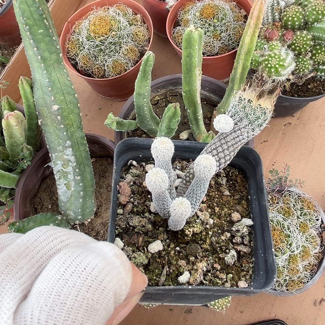 土*DVD呃呃呃呃呃呃呃呃呃呃呃呃