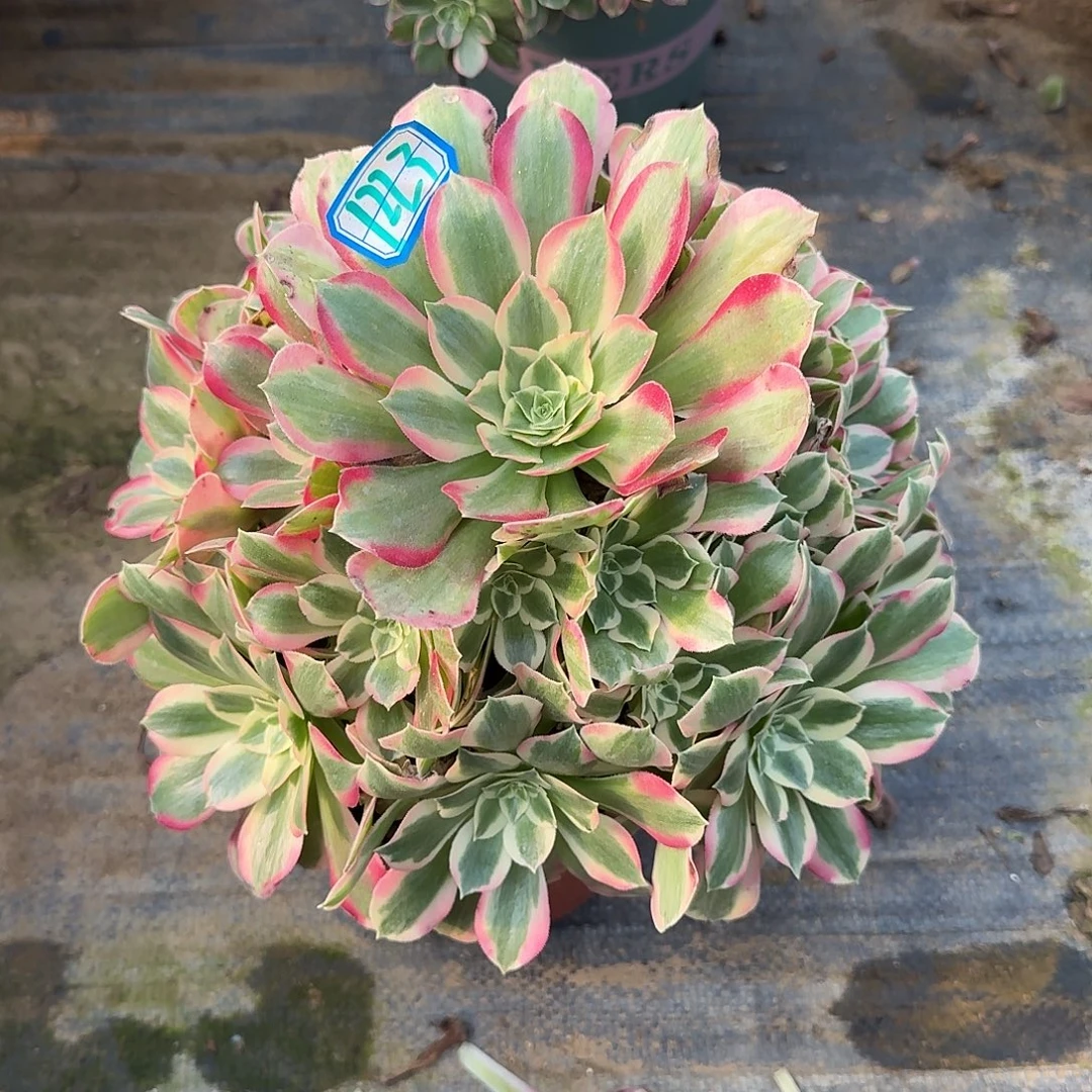 多肉植物布加迪1223