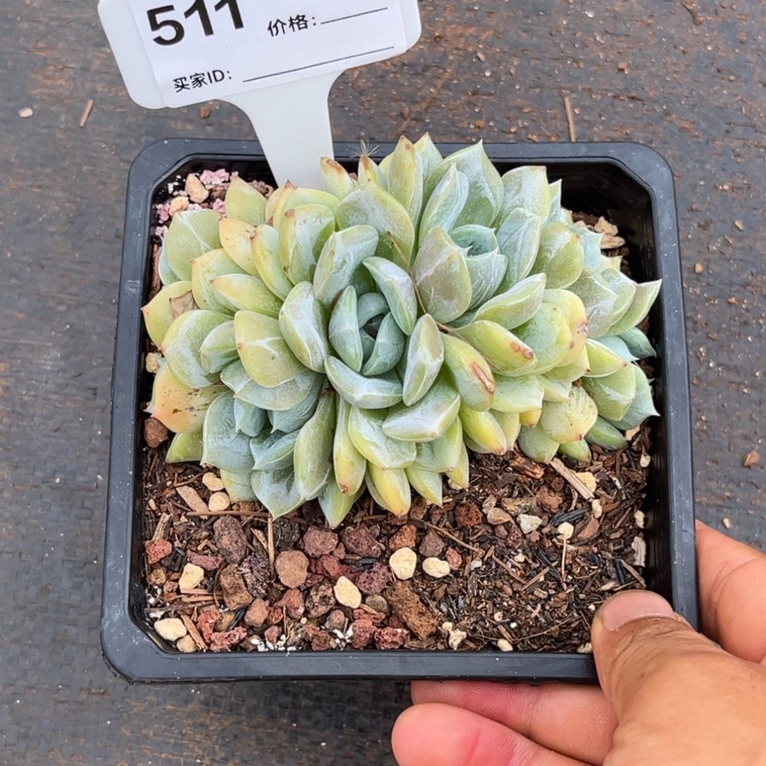 白****多肉植物朵朵缀511