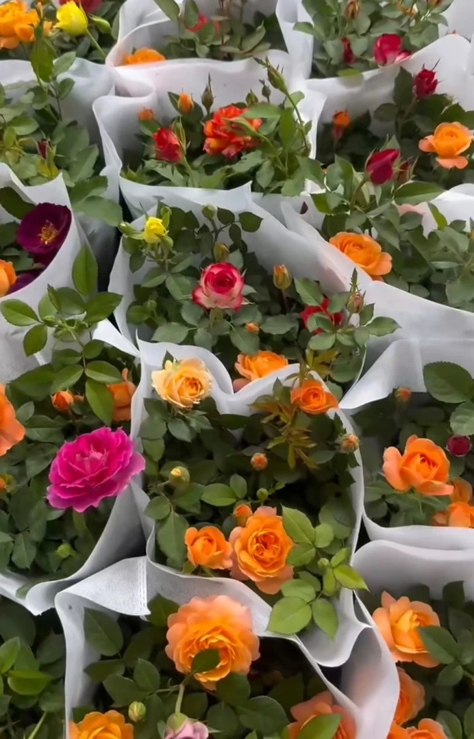 混色高杆月季花卉浓香型耐热复色玫瑰花老桩175苗四季循环盆栽