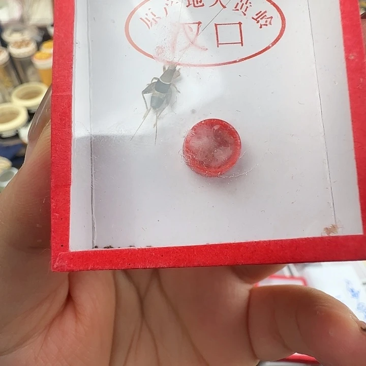 蟋蟀水墨一只………………