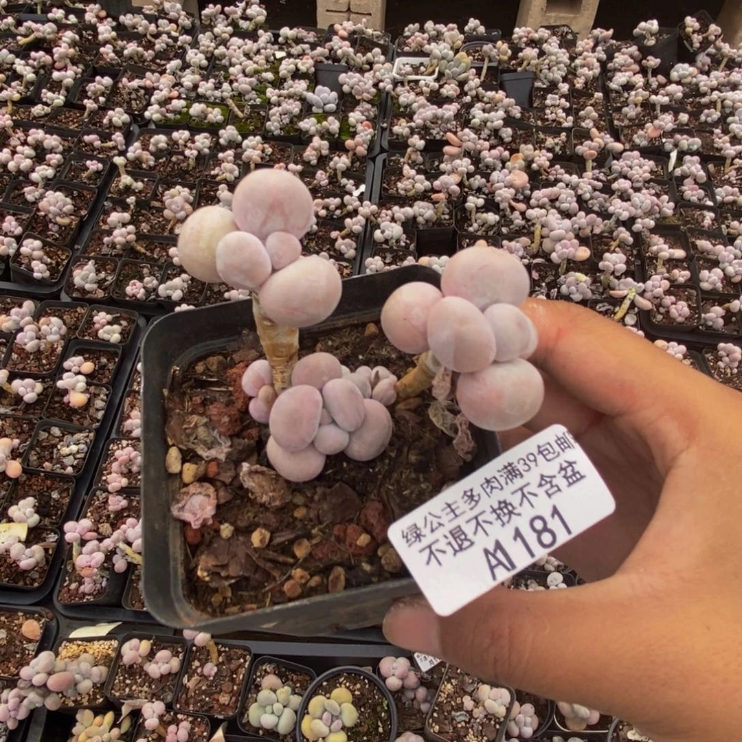 181橙奶多肉肉6cm