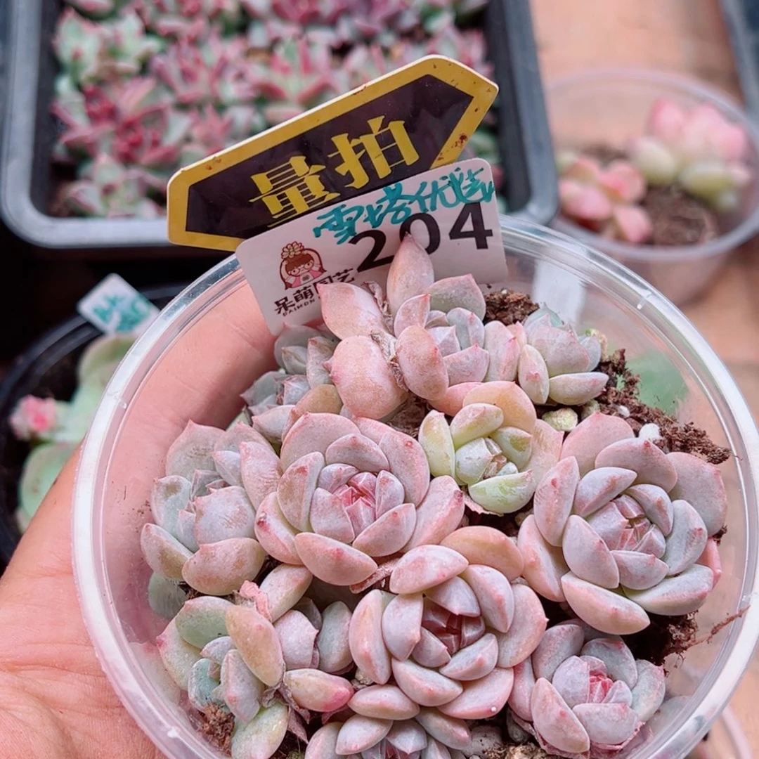 多肉植物多肉植物