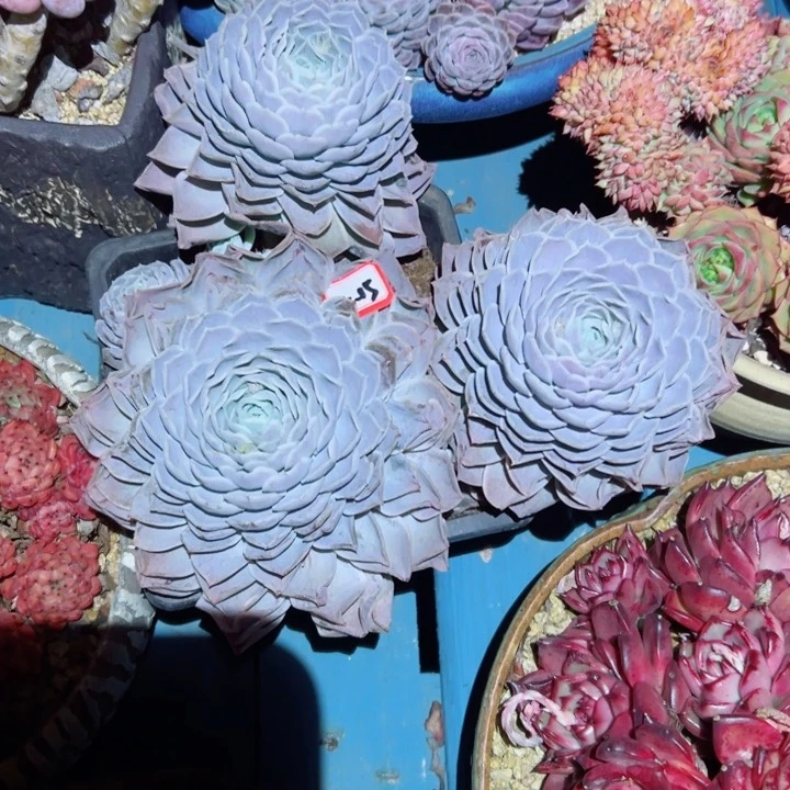 M**K精品多肉植物老桩