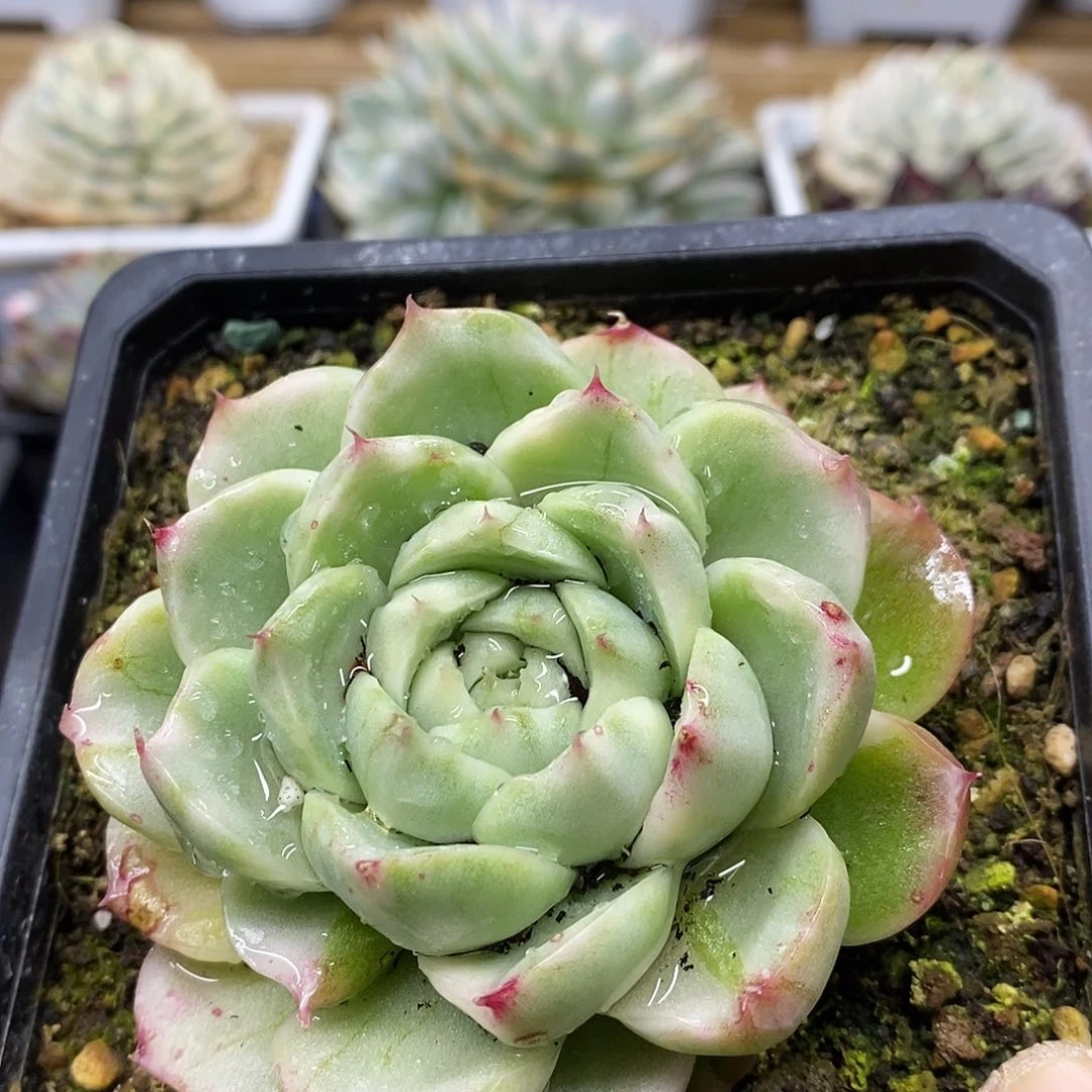 12130 不知名东云大理石纹锦 需延时发货