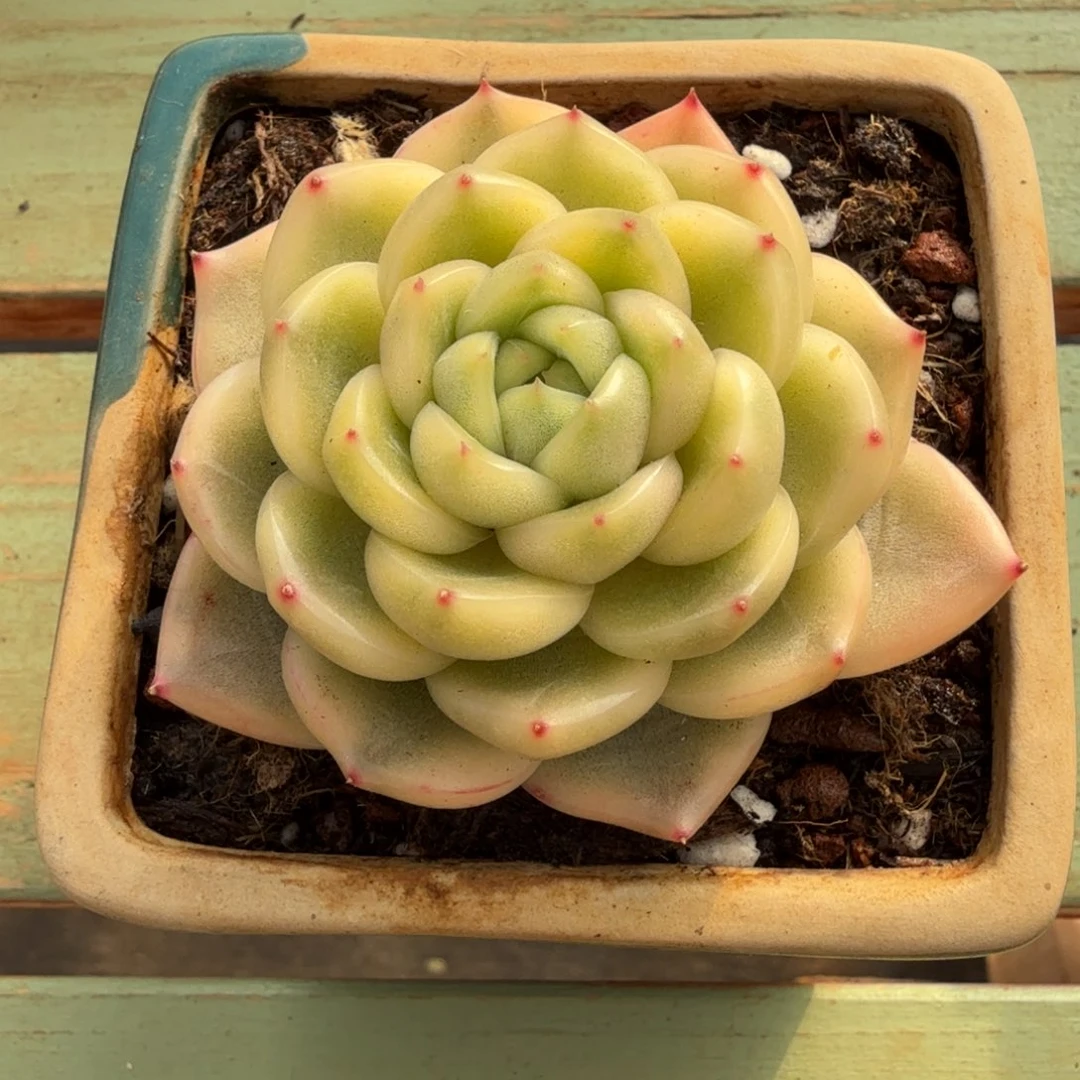 晴空珍妮锦头盖锦上园艺一物一拍