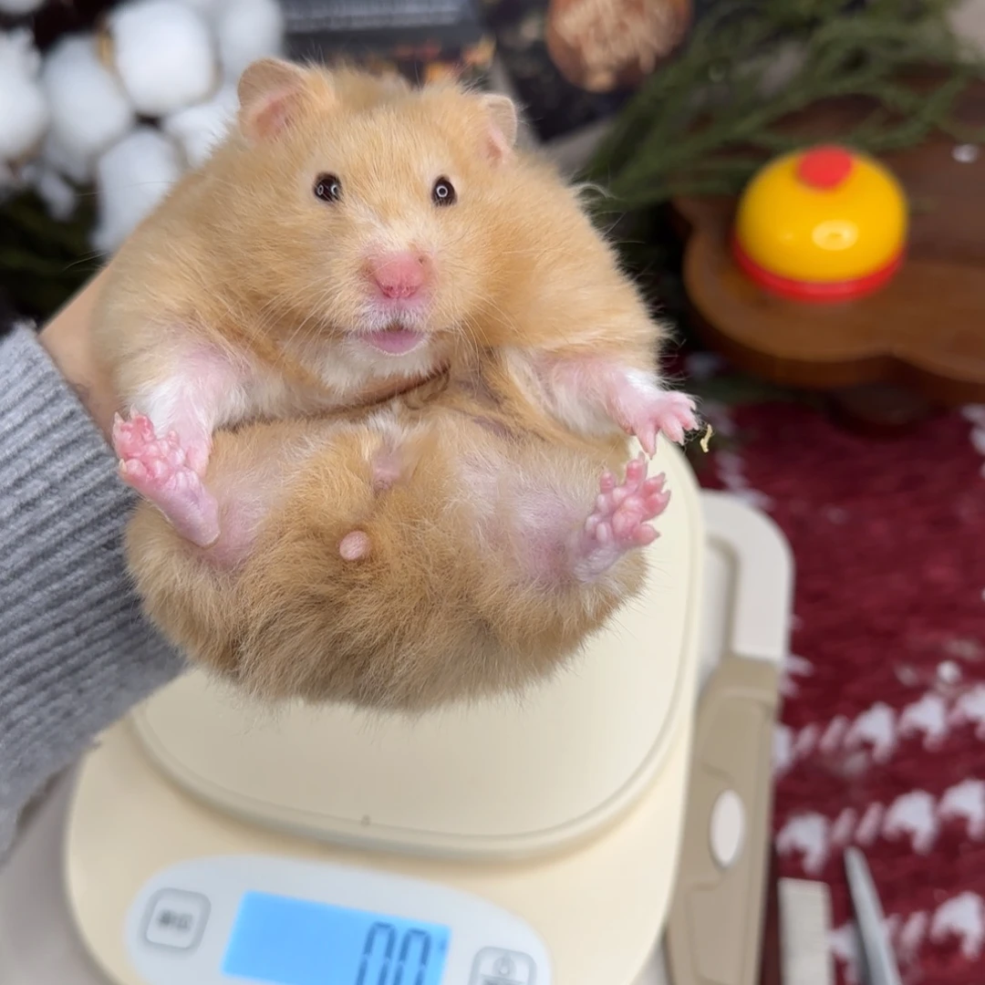 香槟妹妹192g8个月