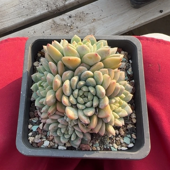 精控百搭翡翠五十包邮老桩