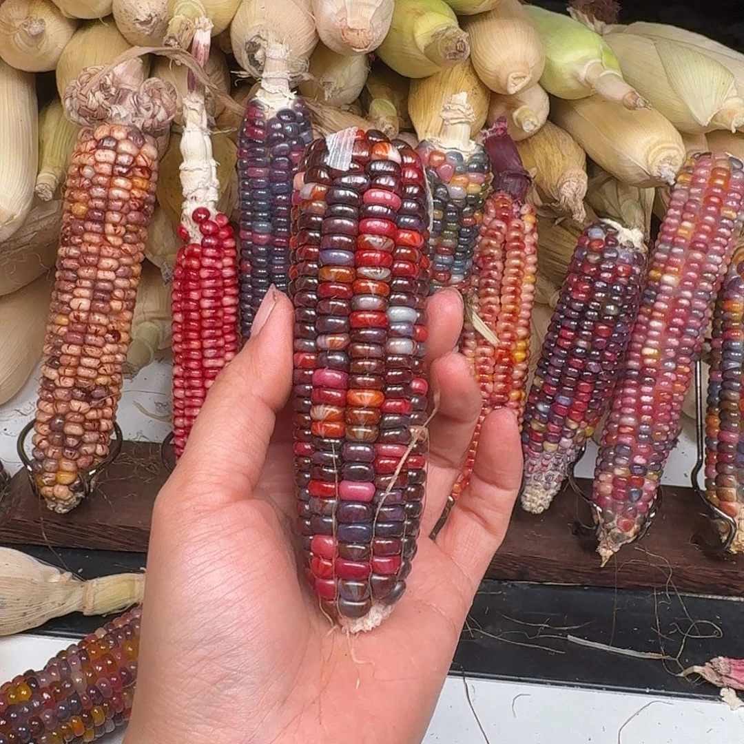 狐***精柏香籽/百香籽吊坠