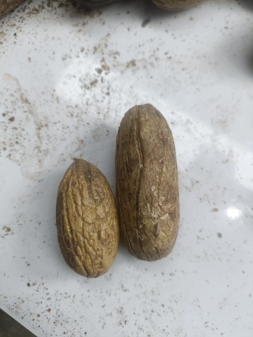 组合 千眼菩提【创意饰品】