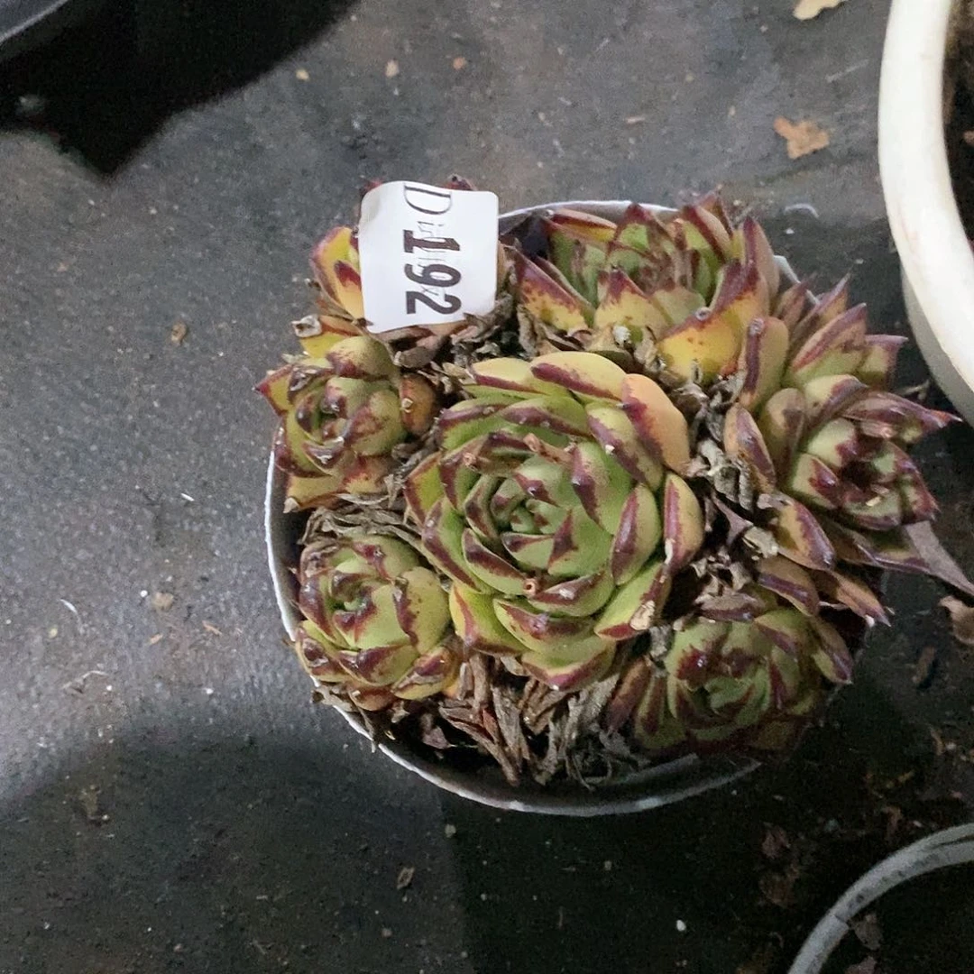 感****192口红杂多肉植物