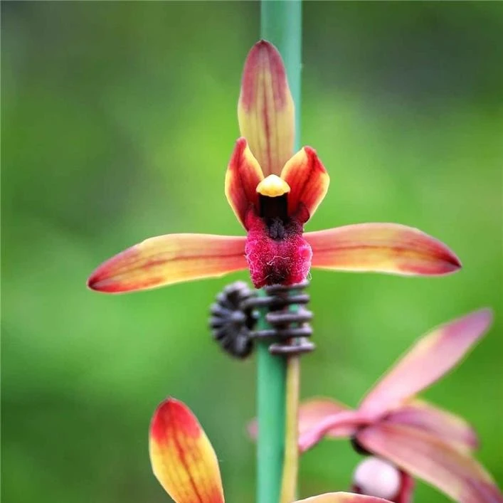 【传奇】惠兰名品 老种3苗 转色花，好养意活 对版