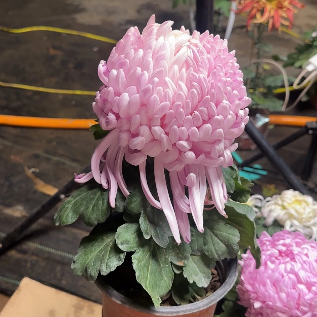 无花朵初樱独本一颗