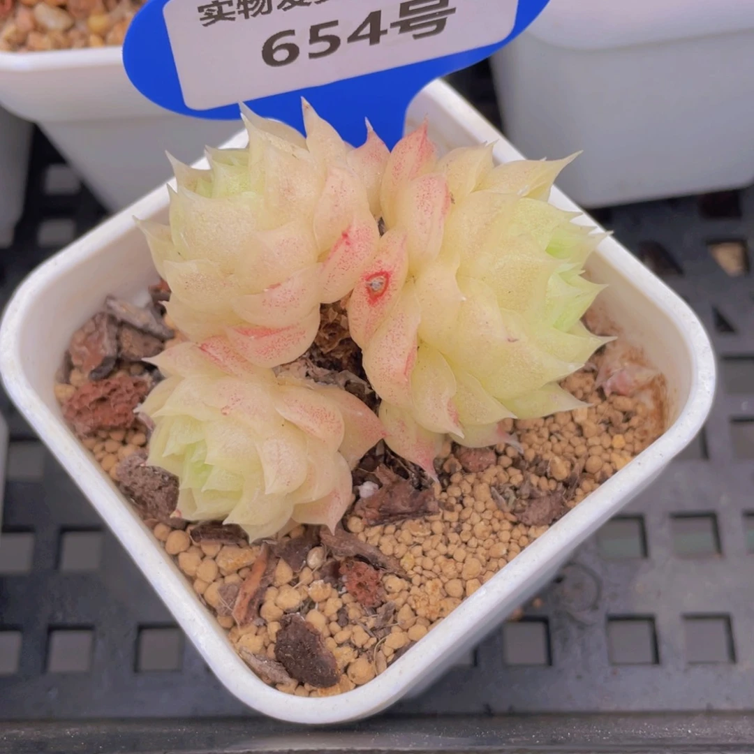 654号 冰透老桩麦秆群