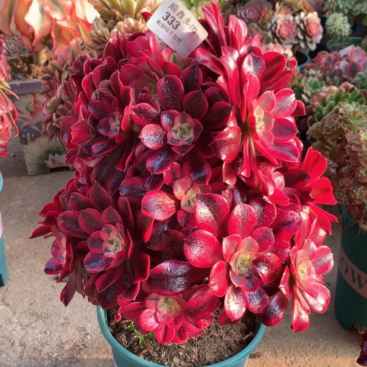 333美杜莎多肉植物