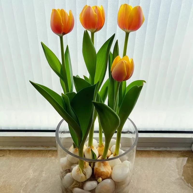 橙色钻石三球荷兰进口耐寒郁金香种球