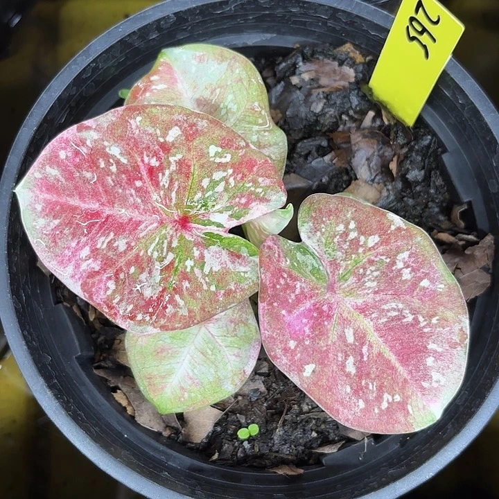 265-0710Super star广东现货