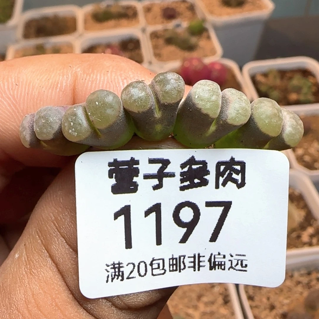 福利磁铁。