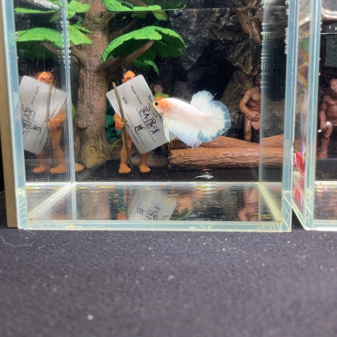 斗鱼十一月六日竞价