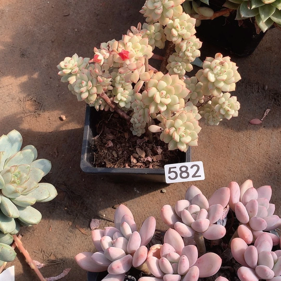 582 一物一拍多肉